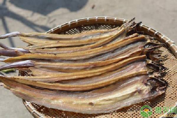 鰻魚多少錢一斤 2023鰻魚市場價格是多少錢一斤