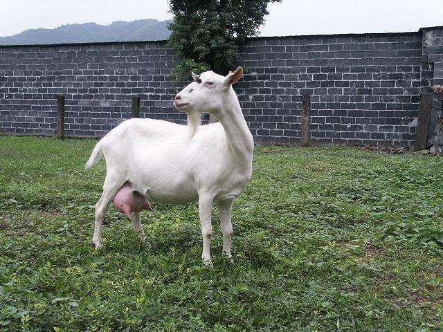 養10頭肉驢一年的利潤 肉驢養殖前景如何