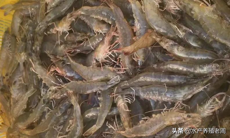 鱸魚多少錢一斤市場價2023 海鱸魚價格一斤多少錢