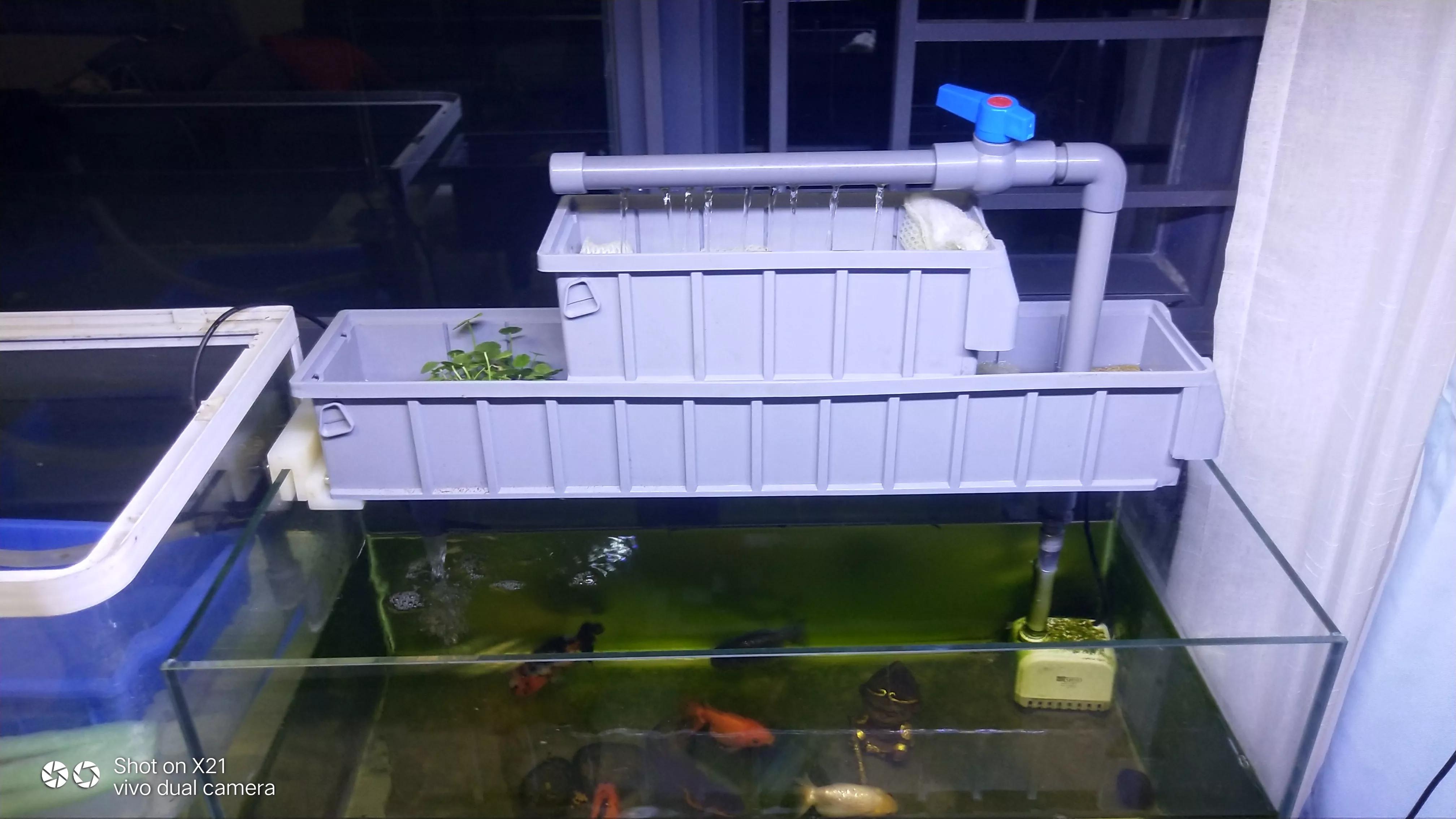 養魚的方法和技巧 新手入門魚缸養魚的技術常識