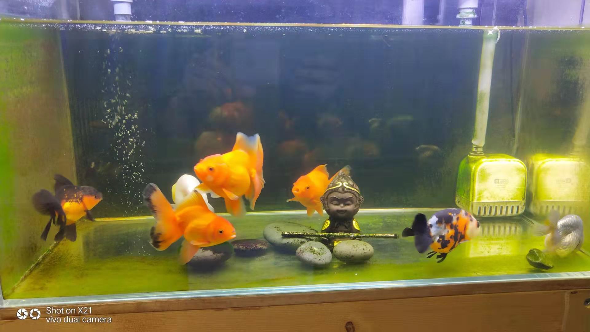 養魚的方法和技巧 新手入門魚缸養魚的技術常識