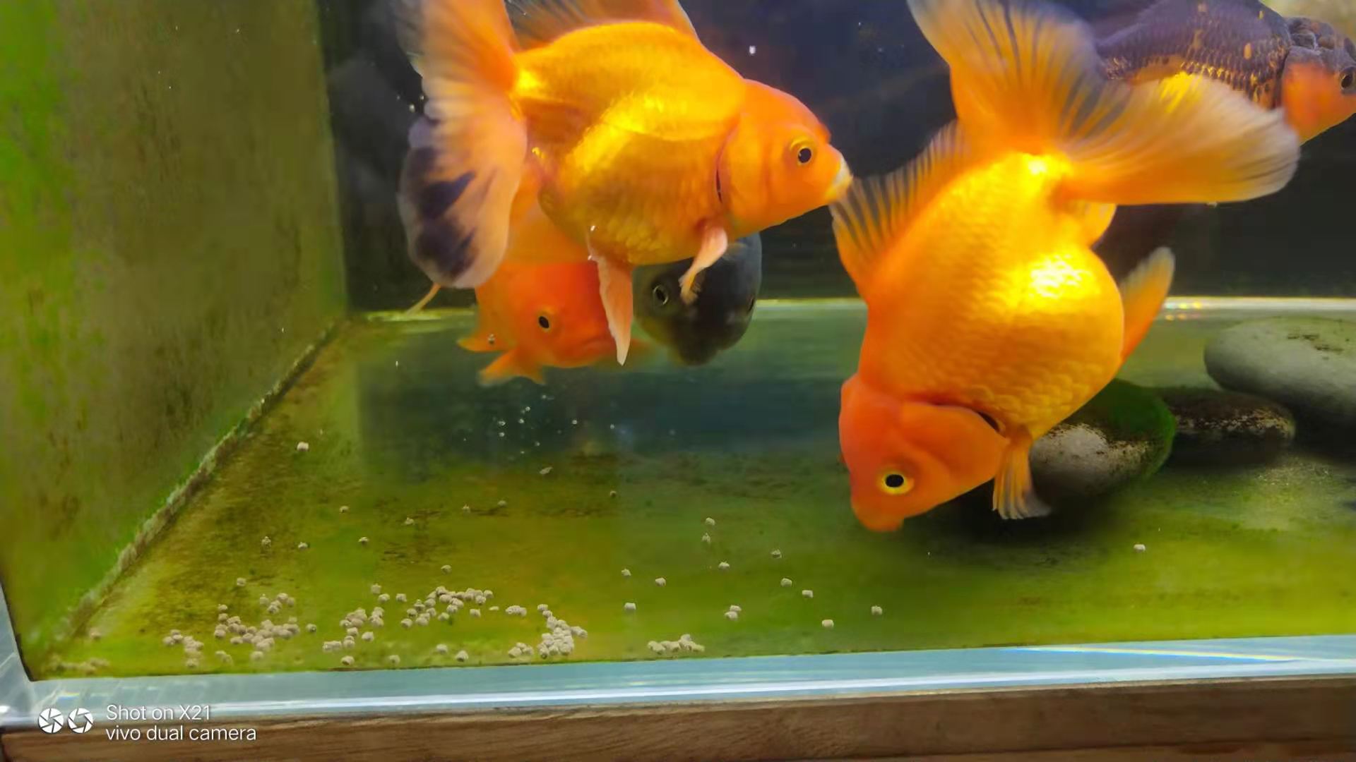 養魚的方法和技巧 新手入門魚缸養魚的技術常識