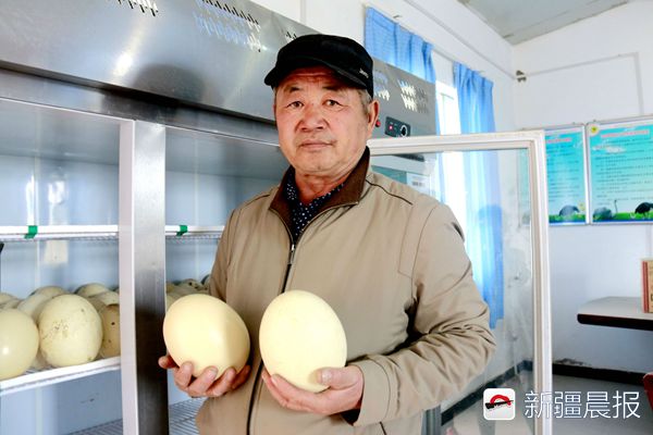 養100隻鴕鳥一年的利潤 鴕鳥養殖成本與利潤