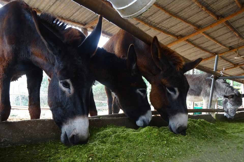新手養什麼比較掙錢 農村養殖什麼好養又賺錢 新手養什麼比較掙錢 農村養殖什麼好養又賺錢