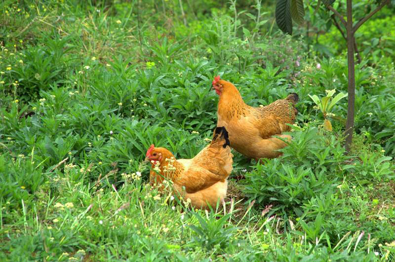 新手養什麼比較掙錢 農村養殖什麼好養又賺錢 新手養什麼比較掙錢 農村養殖什麼好養又賺錢