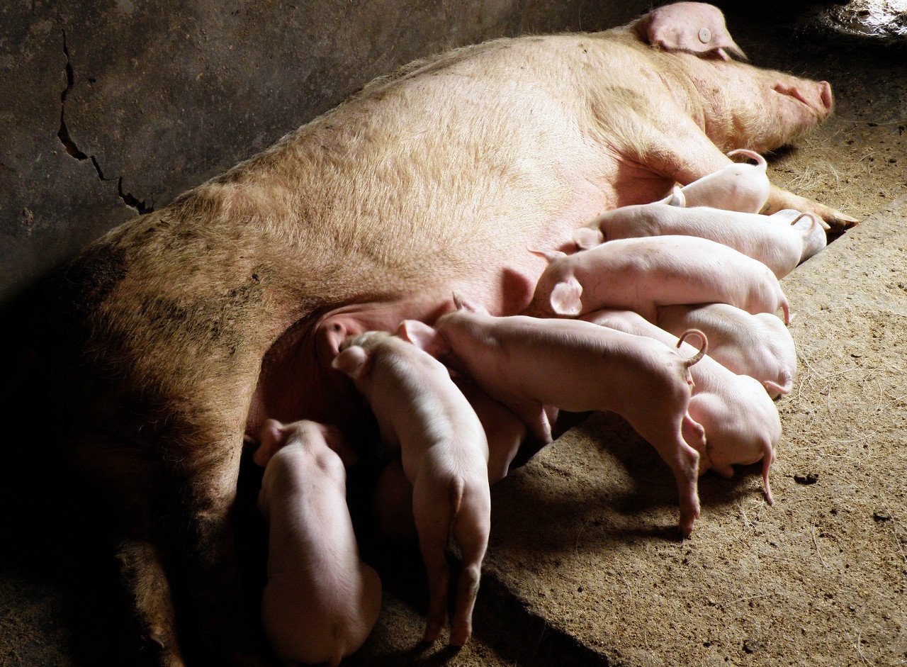 豬一年產幾次豬仔 母豬多長時間才產豬仔