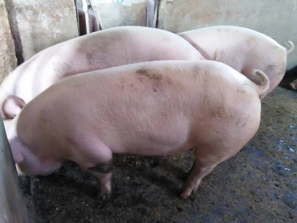 豬的品種有哪些 豬品種大全及圖片介紹