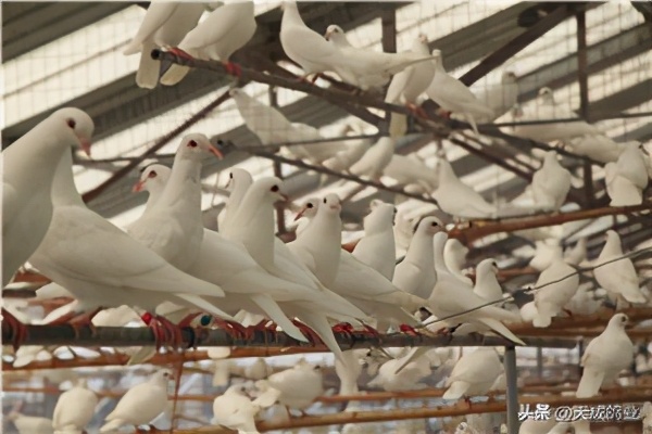 養殖鴿子大棚造價 養殖大棚建造要多少錢