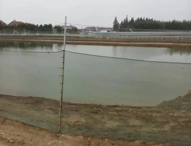 養魚池塘怎麼建 新型池塘養魚的方法和技巧