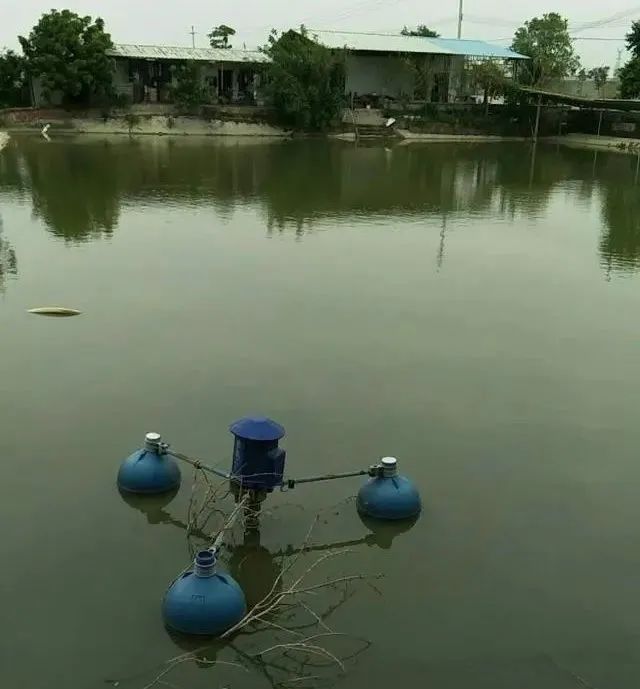 養魚池塘怎麼建 新型池塘養魚的方法和技巧