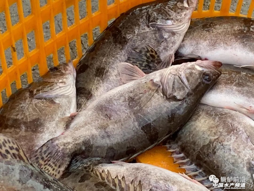 桂花魚養殖技術 桂魚怎麼養殖每畝養多少尾