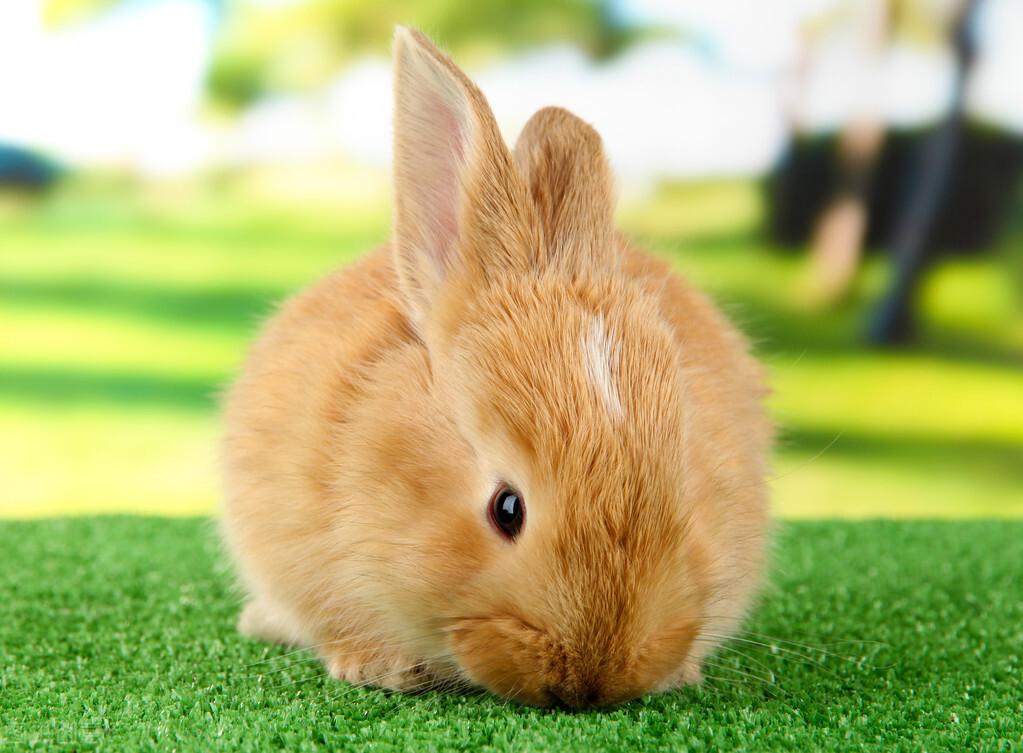 養殖兔子的方法 喂養傢兔的正確方法和註意事項