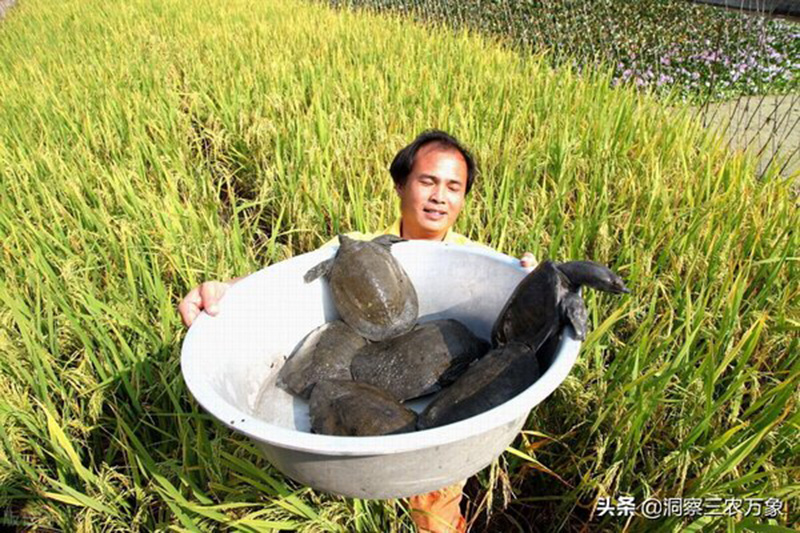 甲魚的養殖方法與技術 養殖甲魚需要什麼條件