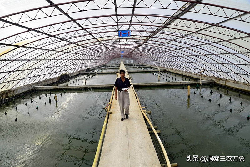 甲魚的養殖方法與技術 養殖甲魚需要什麼條件