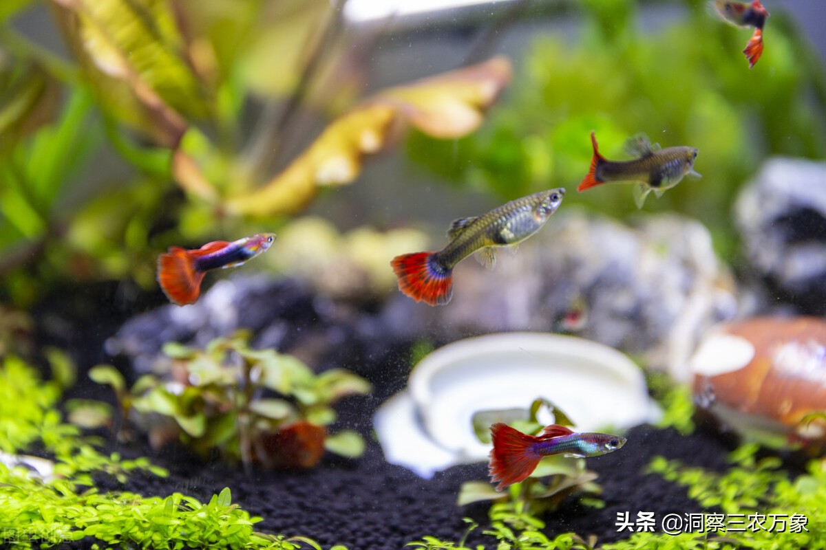 熱帶魚的養殖方法和註意事項 飼養熱帶魚需要註意什麼