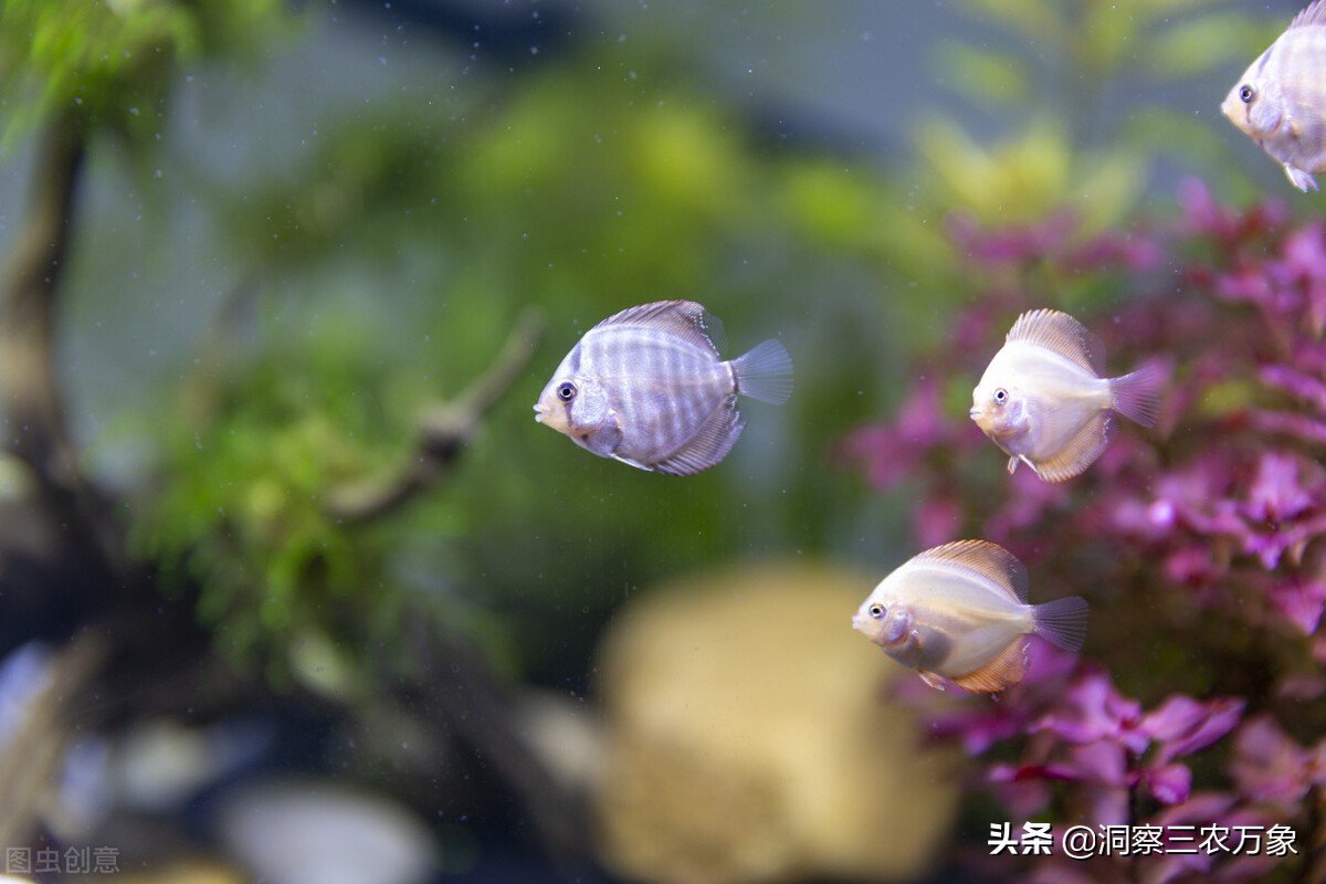 熱帶魚的養殖方法和註意事項 飼養熱帶魚需要註意什麼