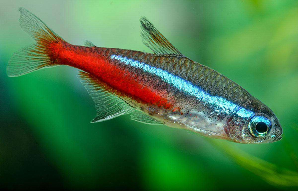 紅綠燈魚溫度多少合適 紅綠燈熱帶魚一般水溫是多少不死