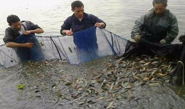 養殖泥鰍魚一畝地有多少利潤 養一畝泥鰍一年能掙多少錢