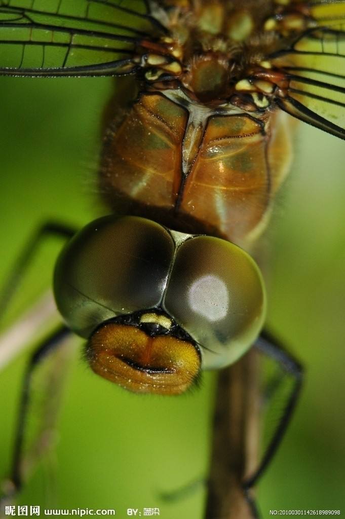 蜻蜓吃什麼東西 蜻蜓以什麼害蟲作為食物