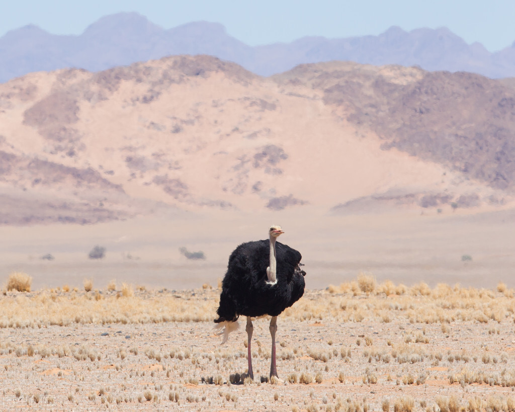 鴕鳥可以私人飼養嗎 普通傢庭可以允許鴕鳥嗎