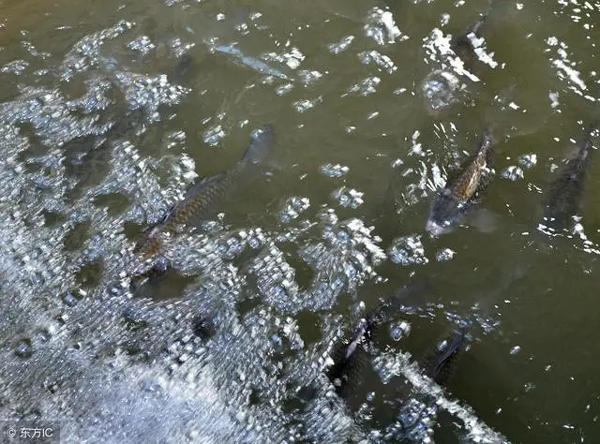 雞糞肥水養殖大頭魚 雞糞肥水養殖大頭魚