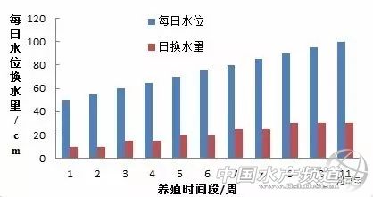 對蝦養殖技術方法 如何養蝦操作細節