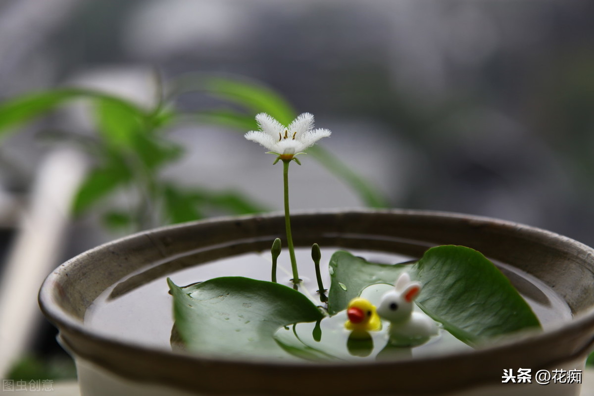 改善魚缸水質最強的水生植物 改善魚塘水質的水生植物有哪些