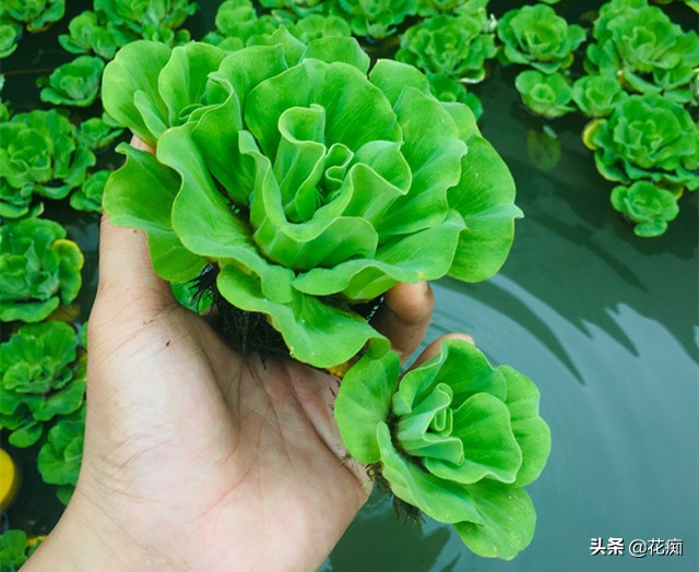 改善魚缸水質最強的水生植物 改善魚塘水質的水生植物有哪些