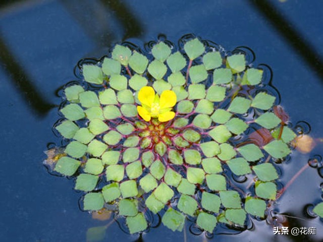 改善魚缸水質最強的水生植物 改善魚塘水質的水生植物有哪些