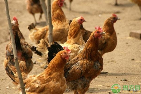養雞技術知識大全 怎麼養雞養殖雞都需什麼技術方法