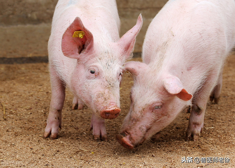 豬喂什麼增肥最快最有效 育肥豬怎麼才能快速增肥