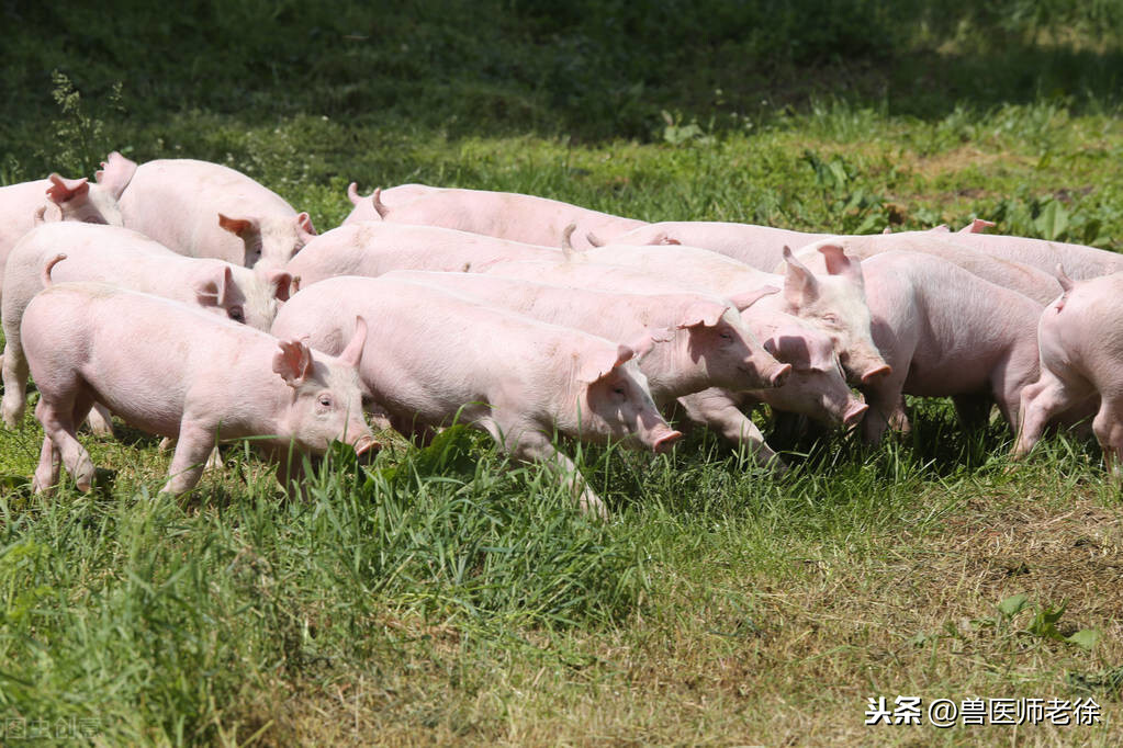 豬喂什麼增肥最快最有效 育肥豬怎麼才能快速增肥