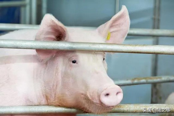 母豬配沒配上怎麼確定 母豬配種後怎麼判斷是否配上