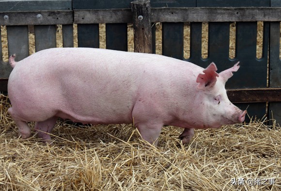 母豬配沒配上怎麼確定 母豬配種後怎麼判斷是否配上