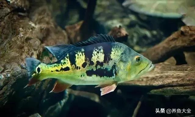 養魚的水怎麼才能養好水質 養魚怎麼才能養好水