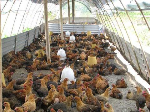 雞舍怎麼搭建最好 農村簡易雞舍的建造方便又衛生