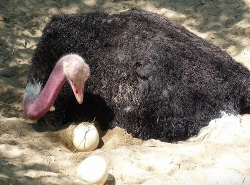 鴕鳥多久下一次蛋 鴕鳥多長時間下蛋