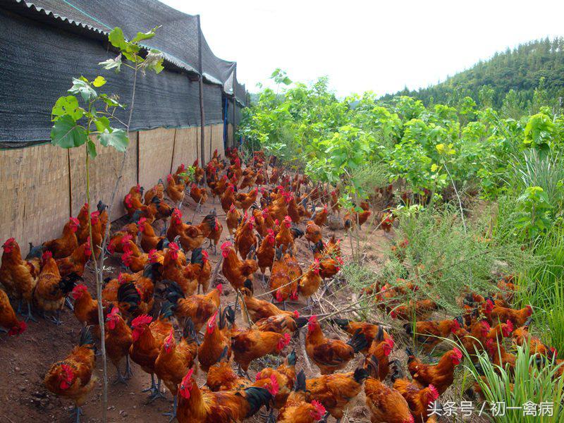 養雞1000隻需投資多少 養1000隻雞一年賺多少錢
