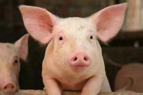 新手養豬怎麼起步 養豬沒有經驗如何起步