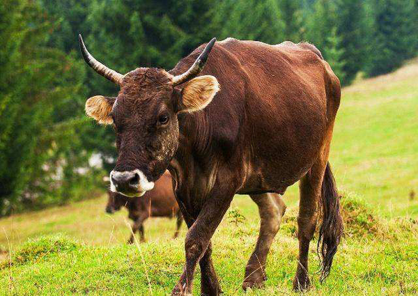 牛正常體溫多少度 牛正常體溫范圍是多少攝氏度
