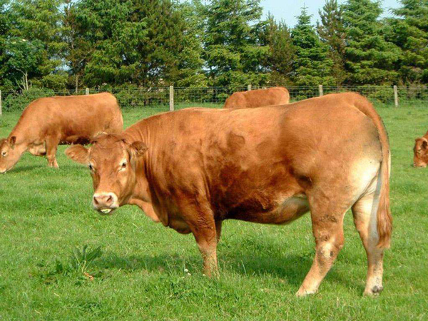 牛正常體溫多少度 牛正常體溫范圍是多少攝氏度