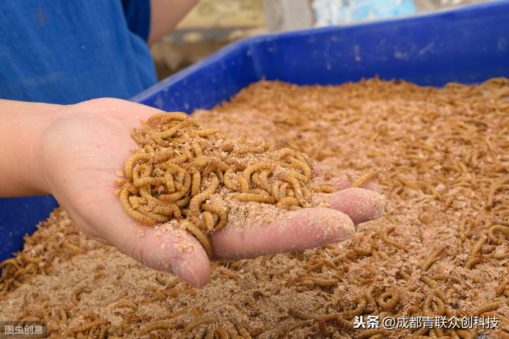 買的黃粉蟲怎麼養 黃粉蟲的飼養方法