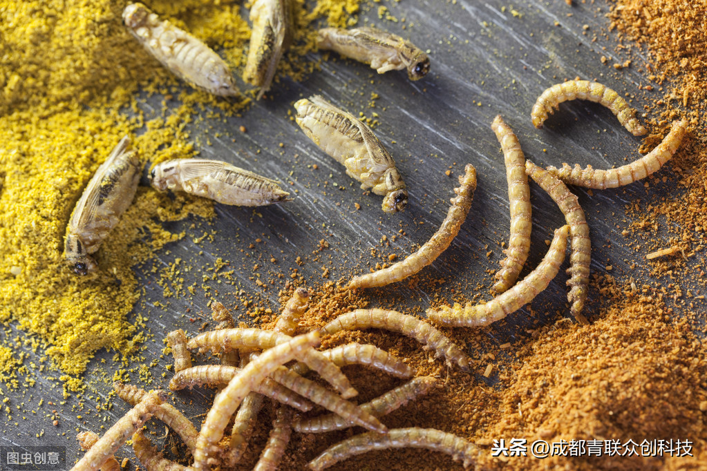 買的黃粉蟲怎麼養 黃粉蟲的飼養方法