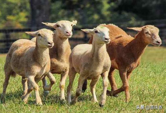 羊懷孕幾個月生產 羊的懷孕周期是幾個月