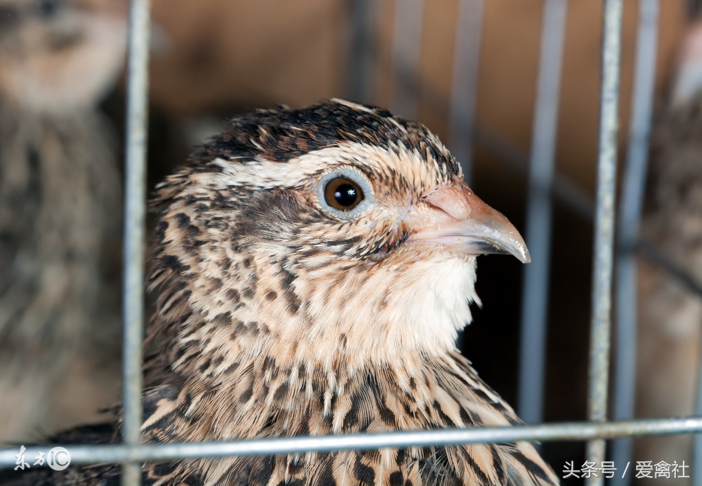 鵪鶉養殖的利潤與風險 飼養鵪鶉成本和利潤