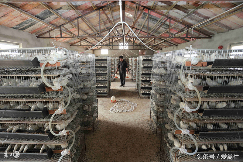 鵪鶉養殖的利潤與風險 飼養鵪鶉成本和利潤