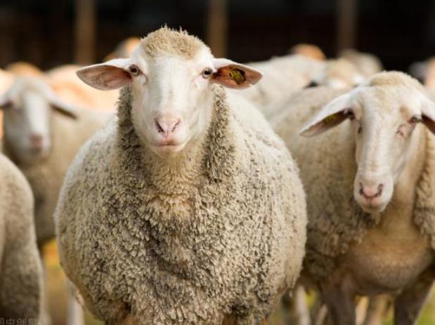 小羊一般幾個月配種 小母羊羔幾個月可以配羊