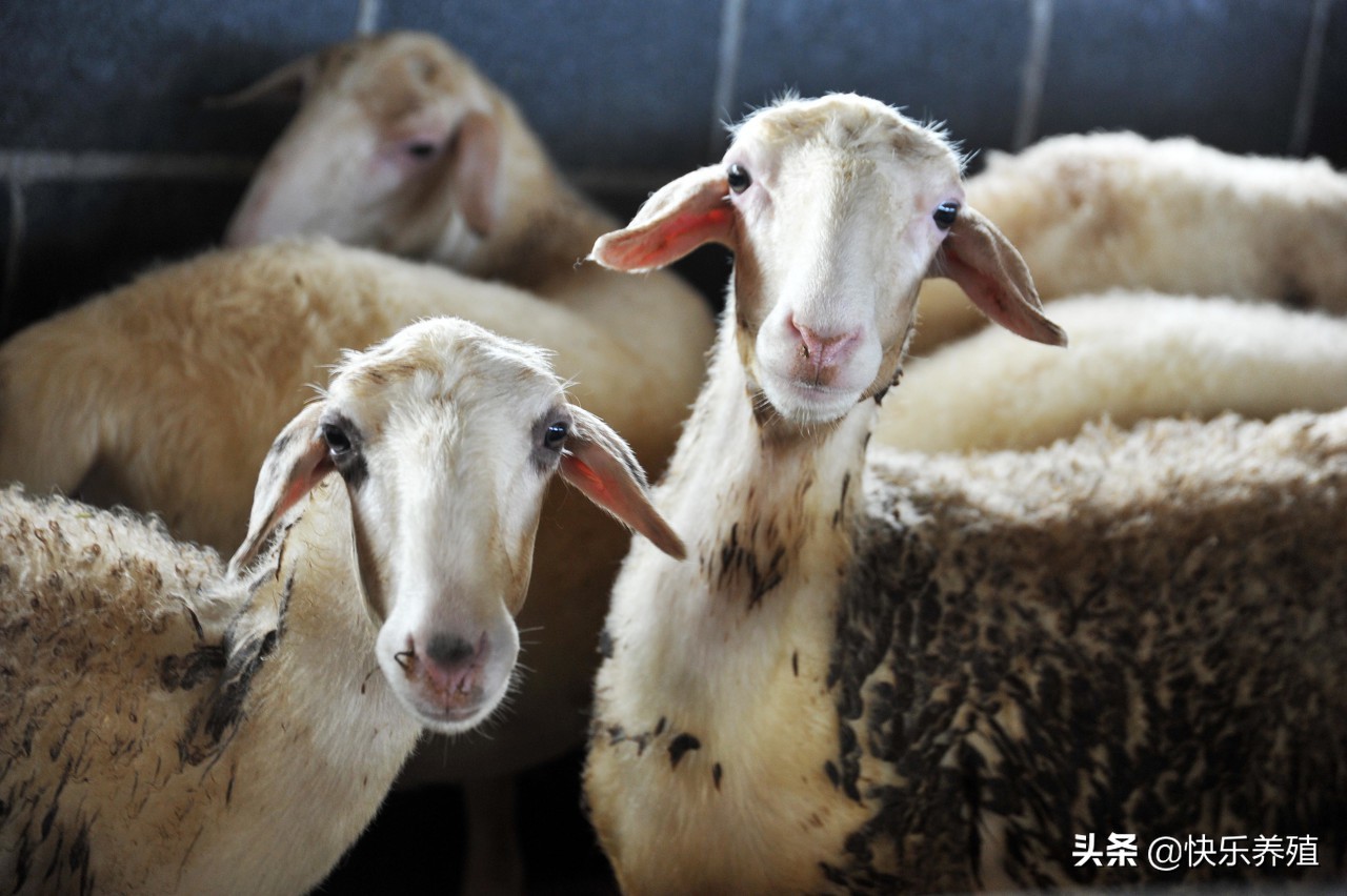 養羊的利潤與成本 養殖50隻波爾山羊一年利潤