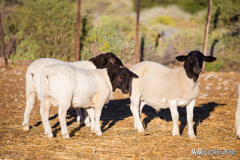 養羊的利潤與成本 養殖50隻波爾山羊一年利潤