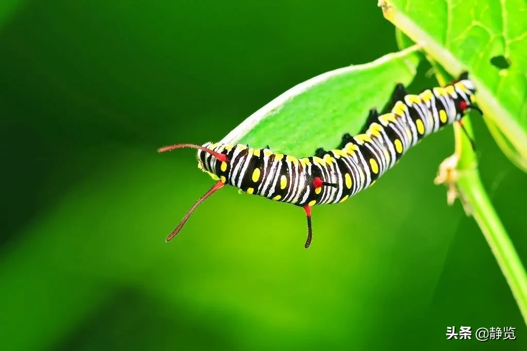 蝴蝶是益蟲還是害蟲 有什麼作用